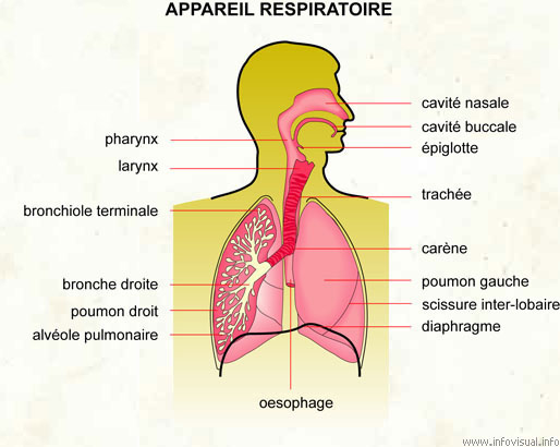 Appareil respiratoire